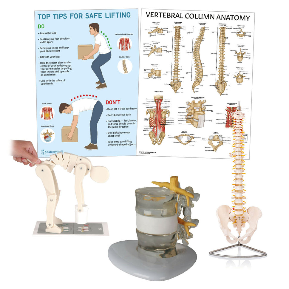 AnatomyStuff Complete Manual Handling Demonstration Kit
