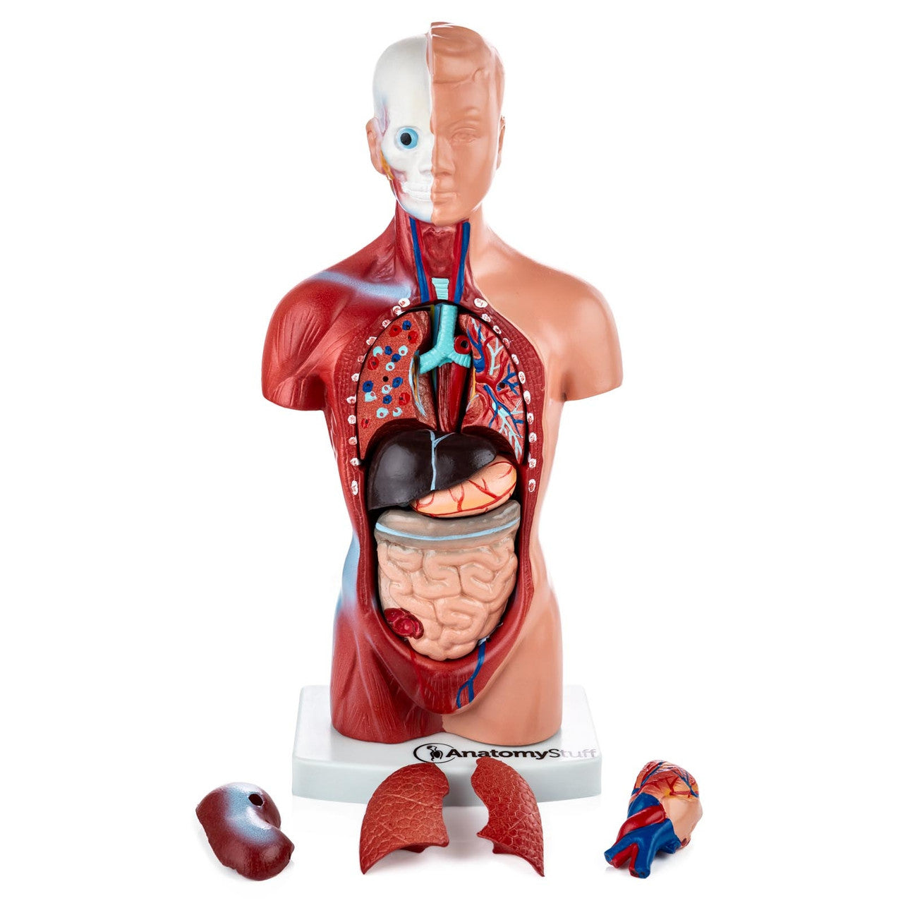 Budget Mini Torso Model (15 part)