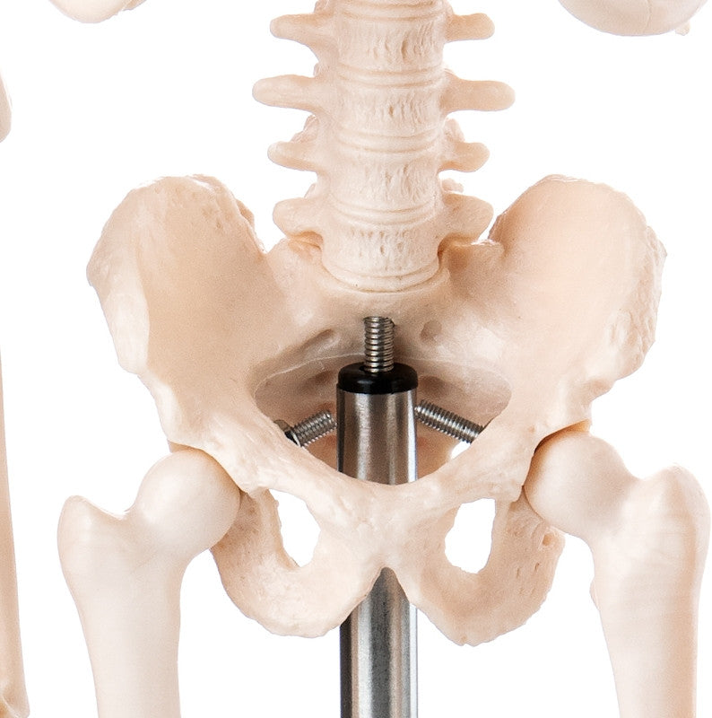 Budget Desktop Mini Skeleton Model