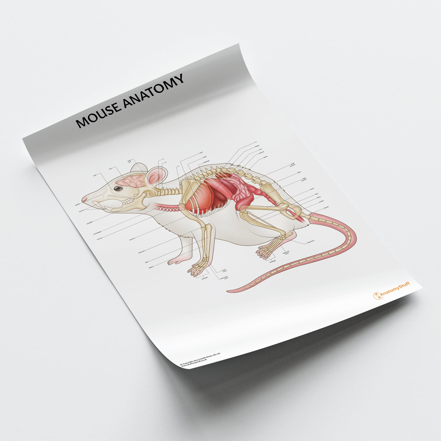 Mouse Anatomy Chart / Poster - Part of Collection