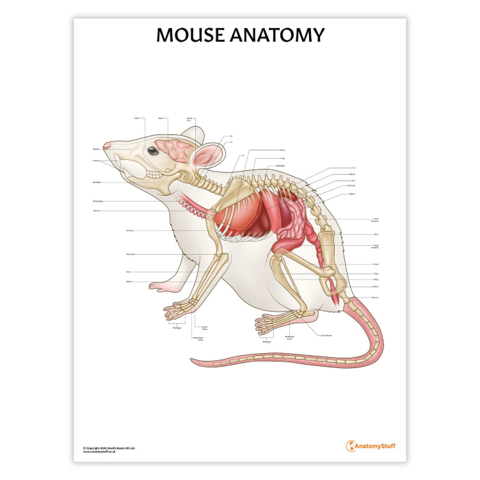 Mouse Anatomy Chart / Poster