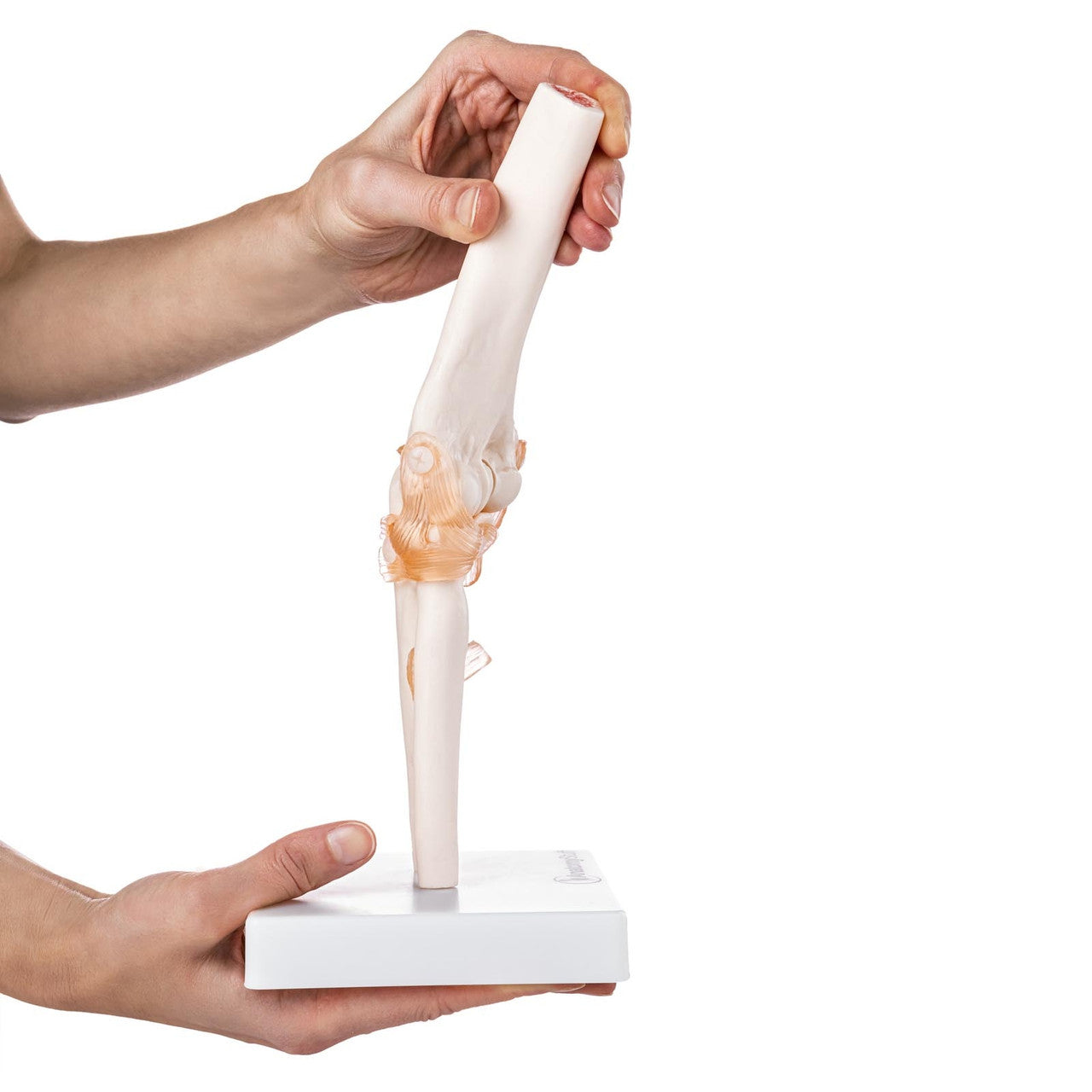 Budget Flexible Elbow Model with Ligaments