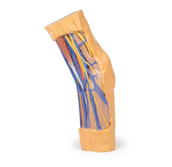 Cubital Fossa 3D Printed Anatomy Model
