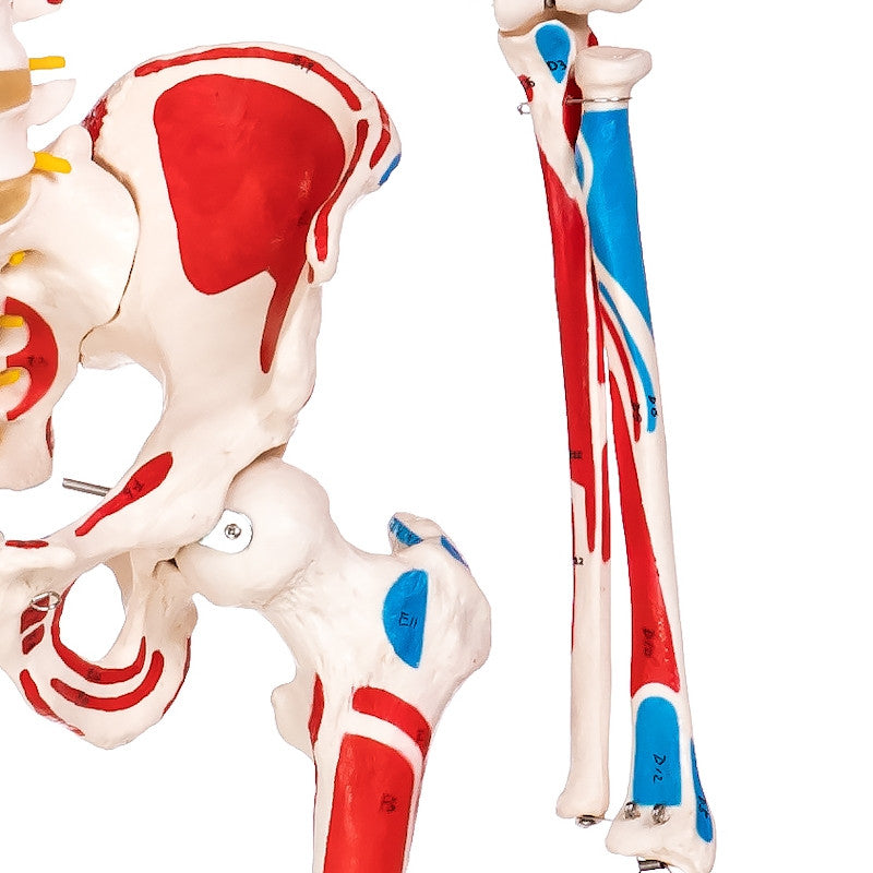 Budget Skeleton Model with Muscles and Ligaments