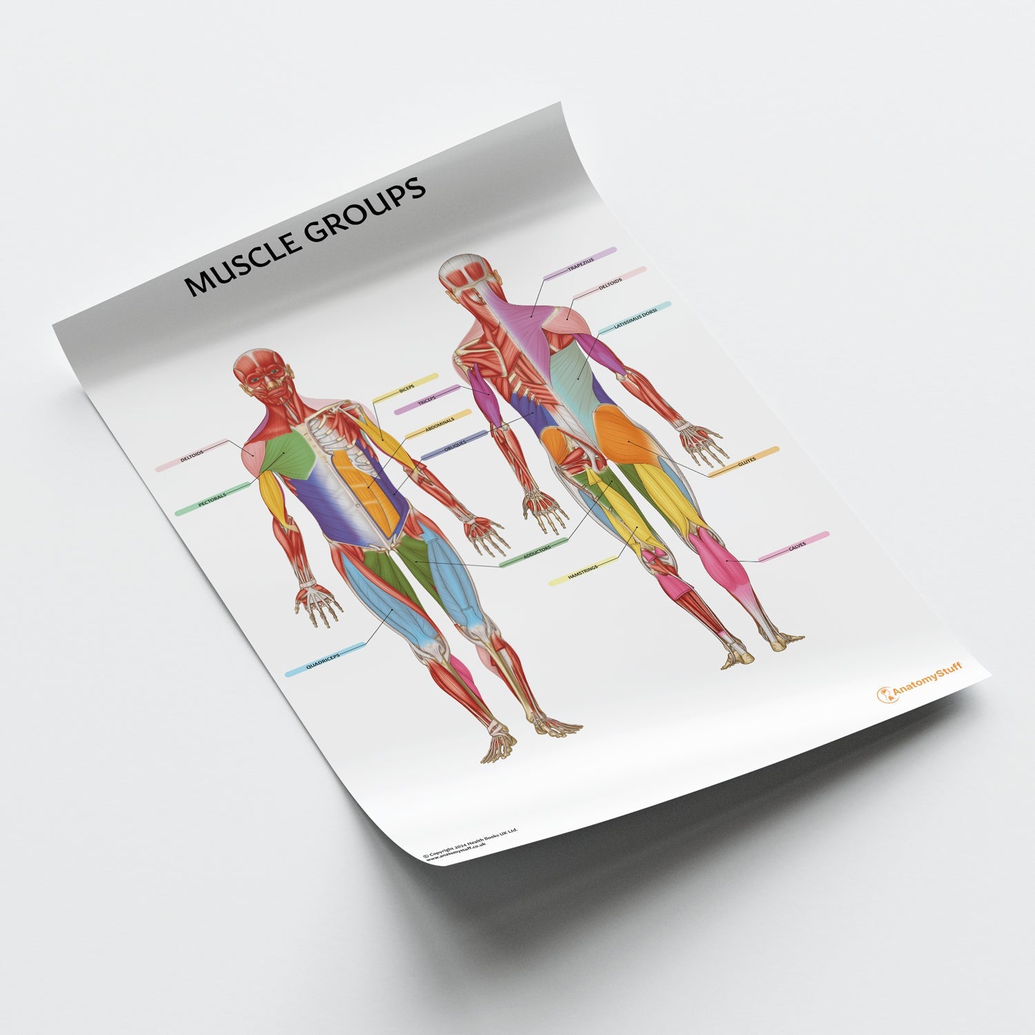 Muscle Groups Anatomy Chart / Poster - Part of Collection