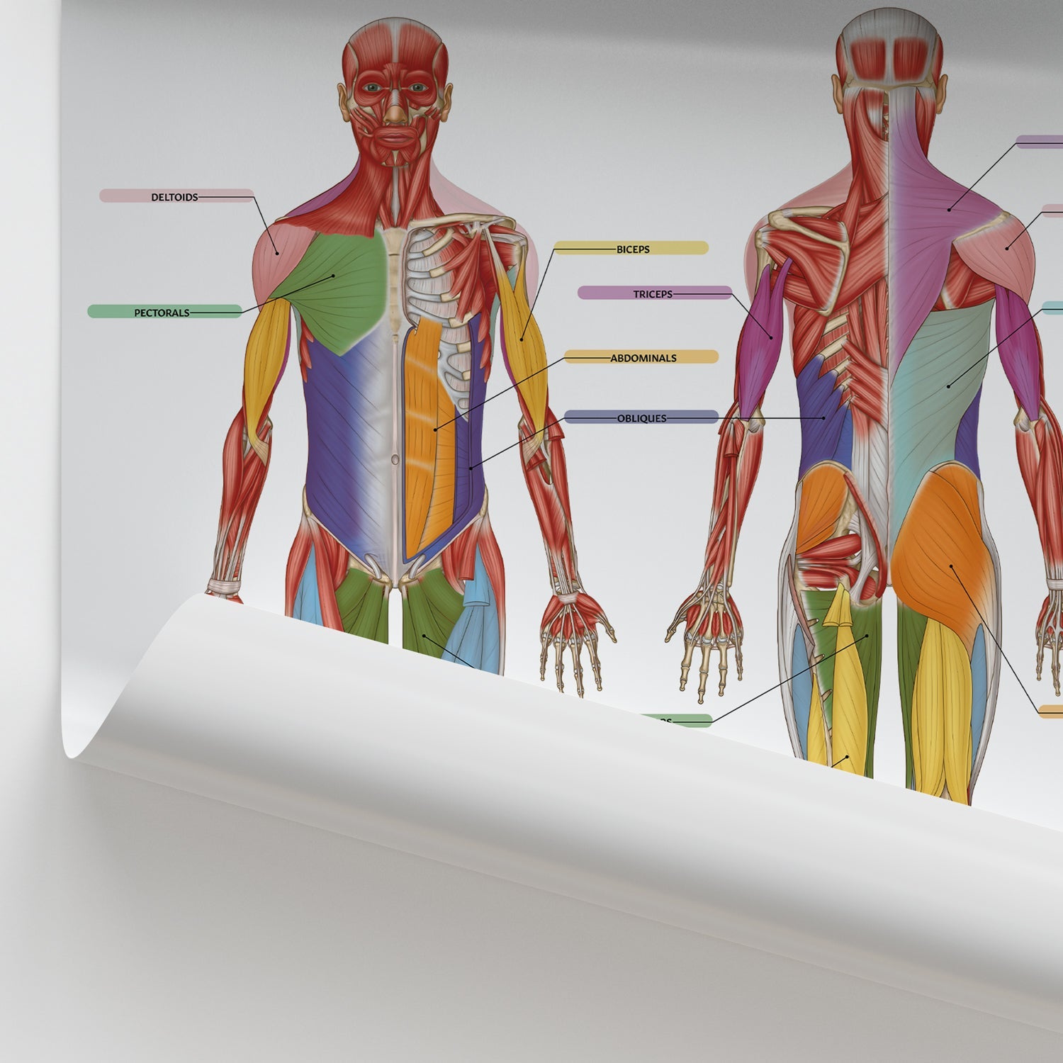 Muscle Groups Anatomy Chart / Poster - Part of Collection