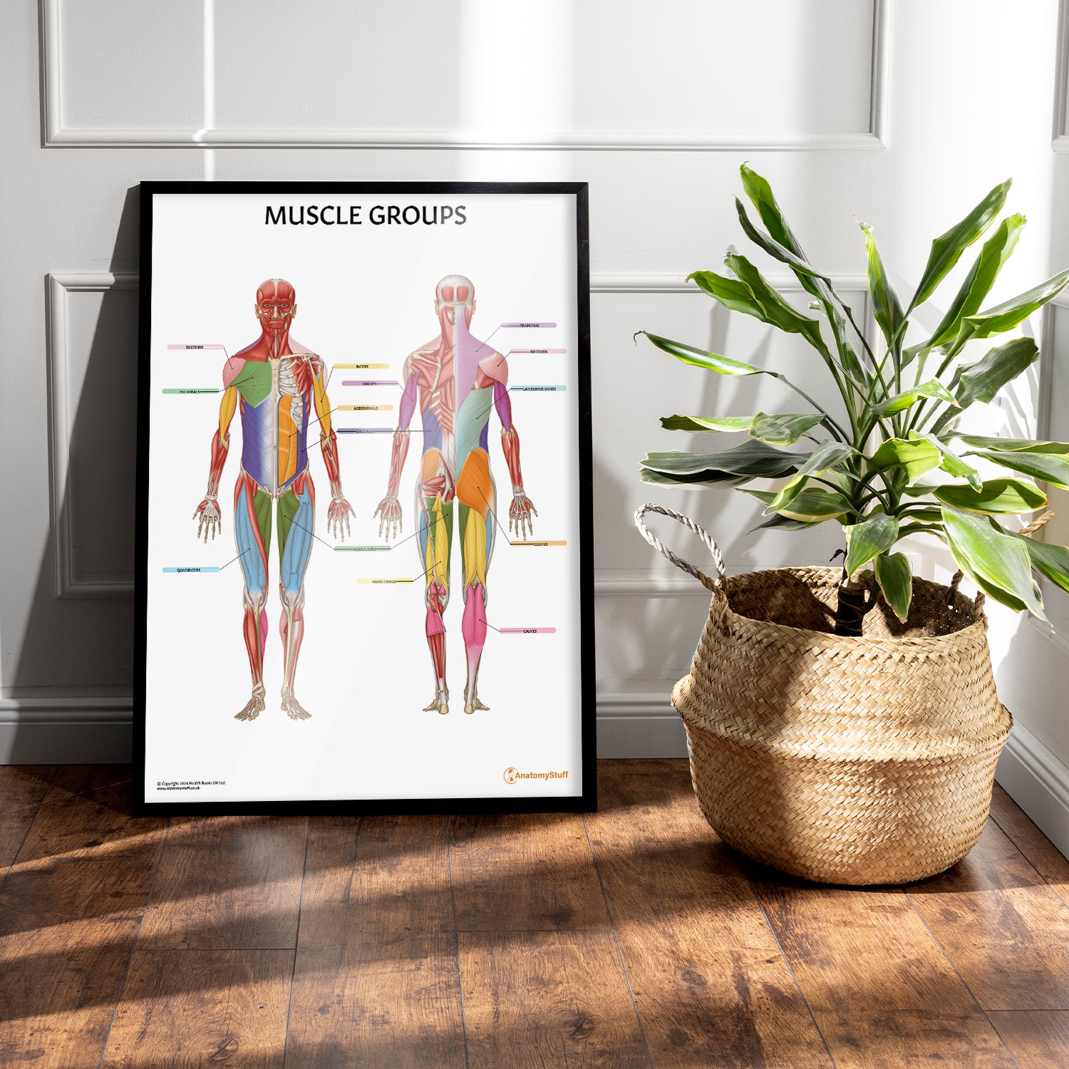 Muscle Groups Anatomy Chart / Poster