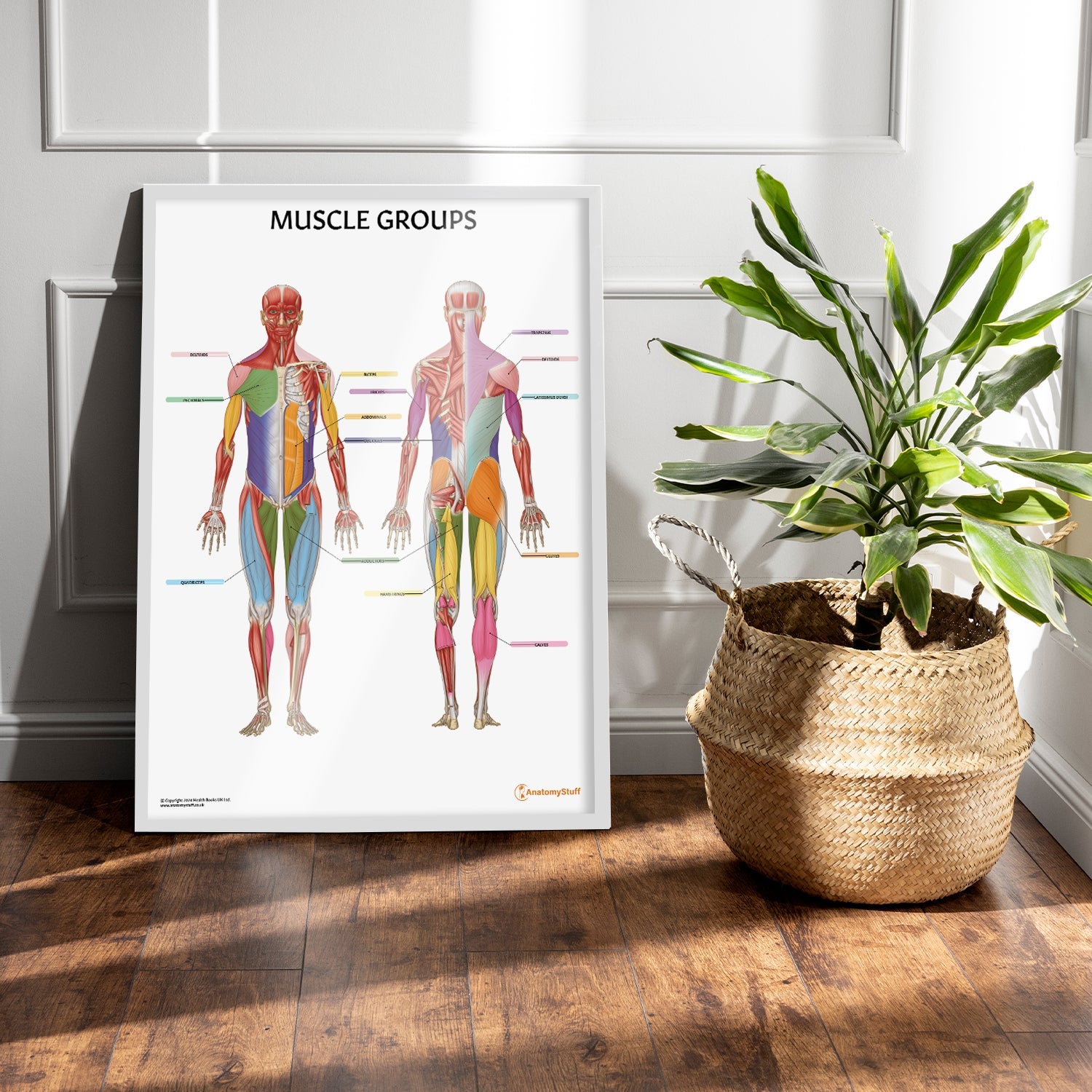 Muscle Groups Anatomy Chart / Poster - Part of Collection