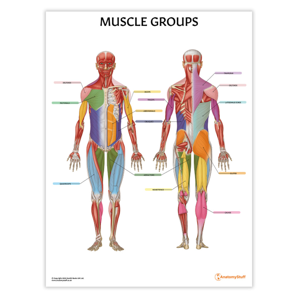 Muscle Groups Anatomy Chart / Poster