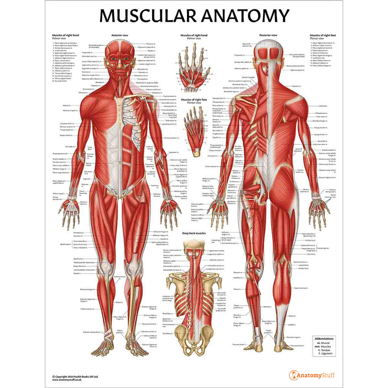Organs Systems 6 Chart Collection