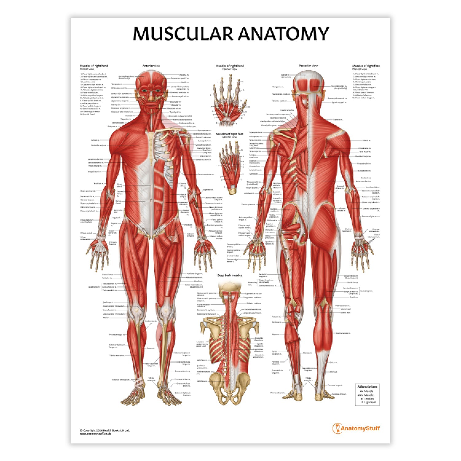 Muscular Anatomy Chart / Poster