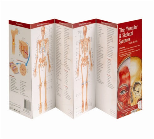 Intermediate Manual Handling Demonstration Kit