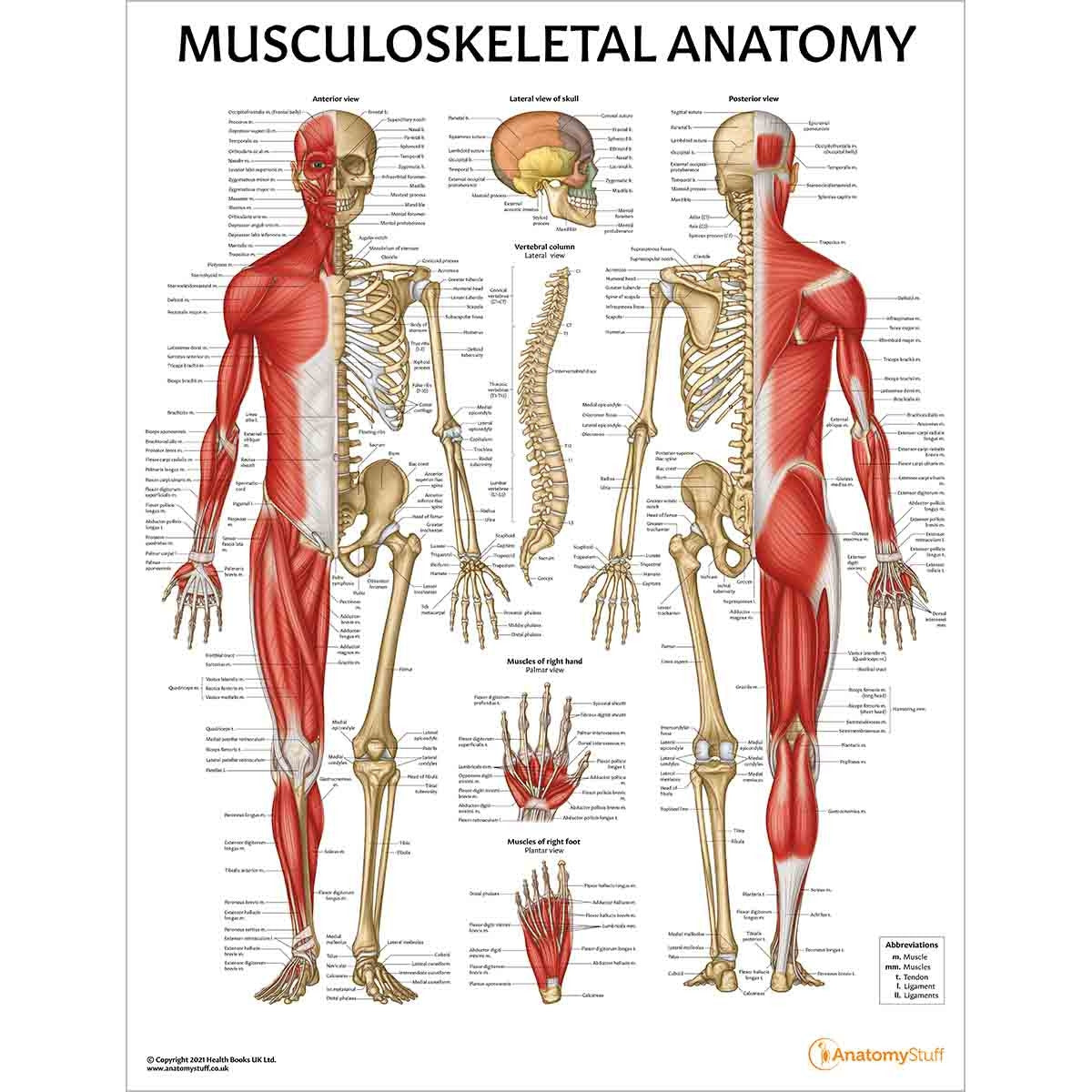 Secondary School Anatomy Collection