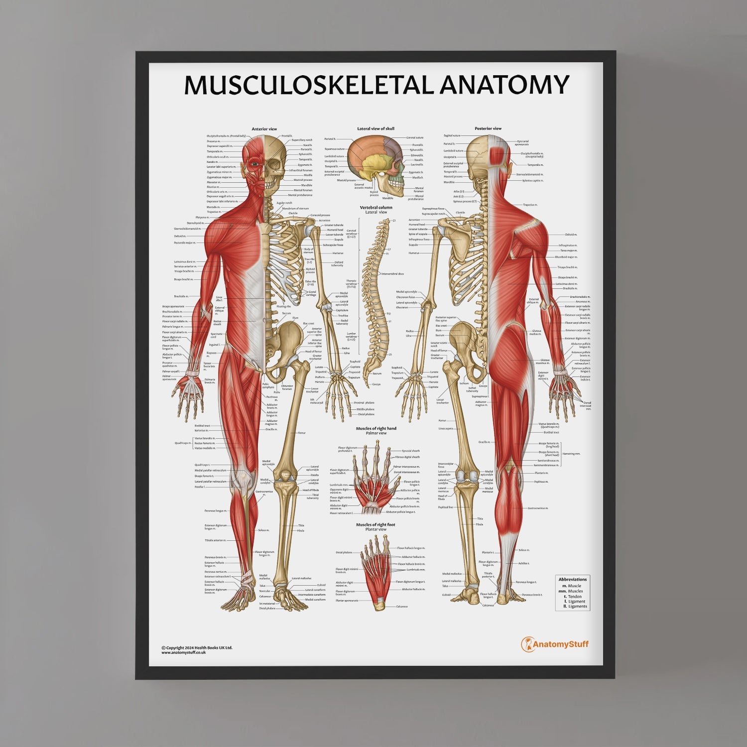 Musculoskeletal Anatomy Chart / Poster