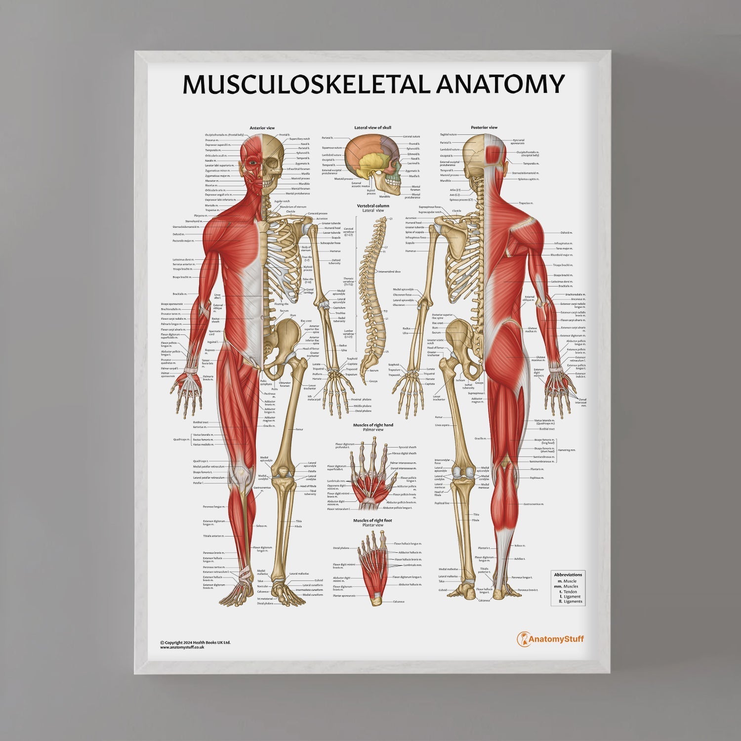 Musculoskeletal Anatomy Chart / Poster - Part of Collection