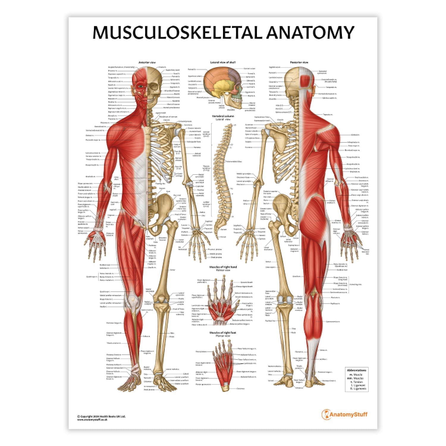 Musculoskeletal Anatomy Chart / Poster - Part of Collection
