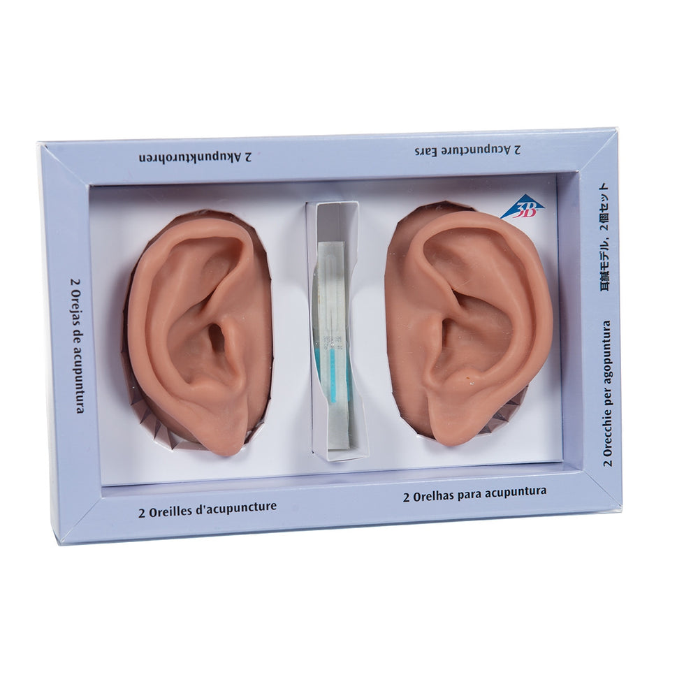 Acupuncture Ear Model Set (2 part)