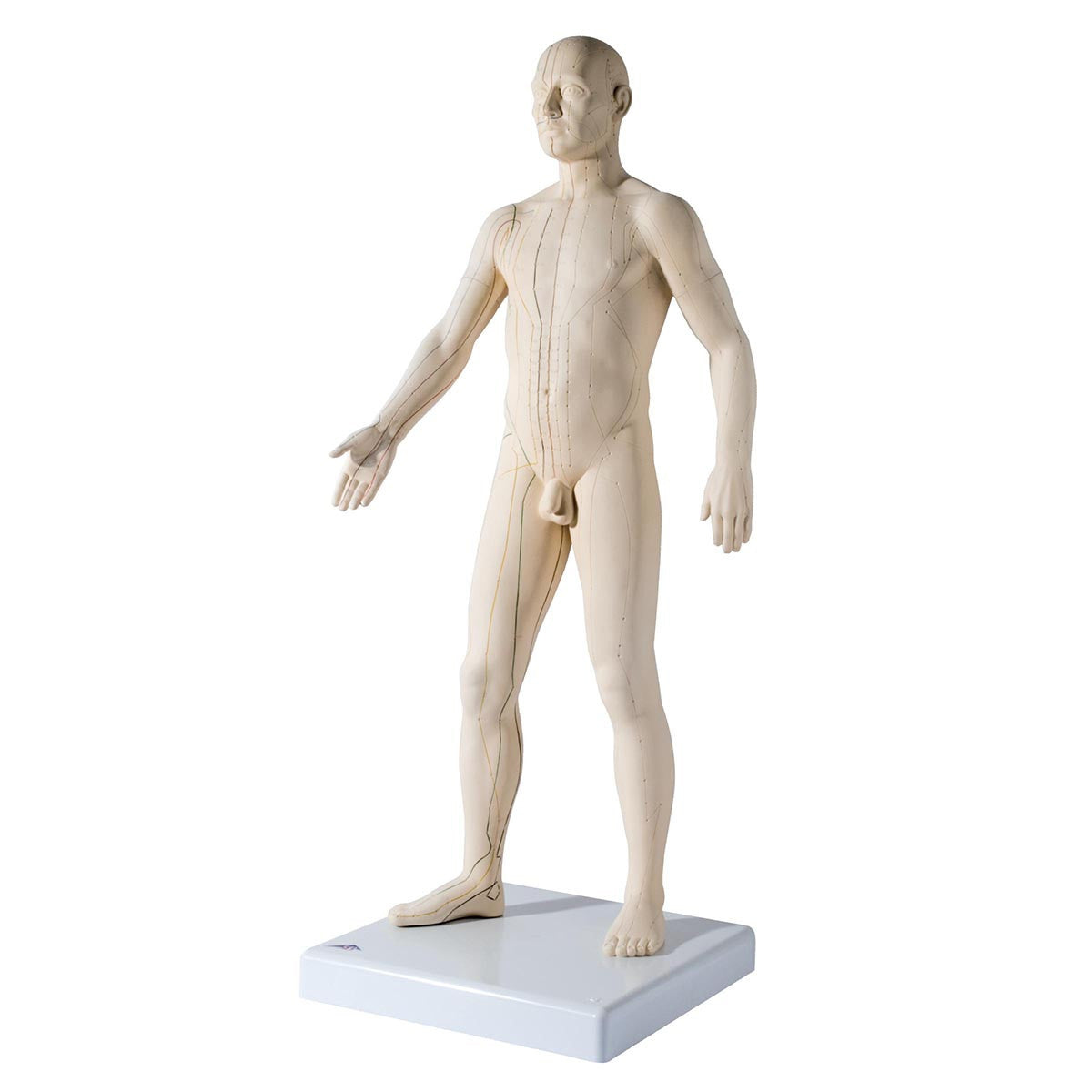 Male Acupuncture Model