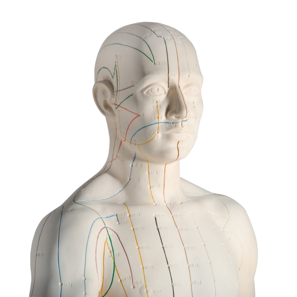 Male Acupuncture Model