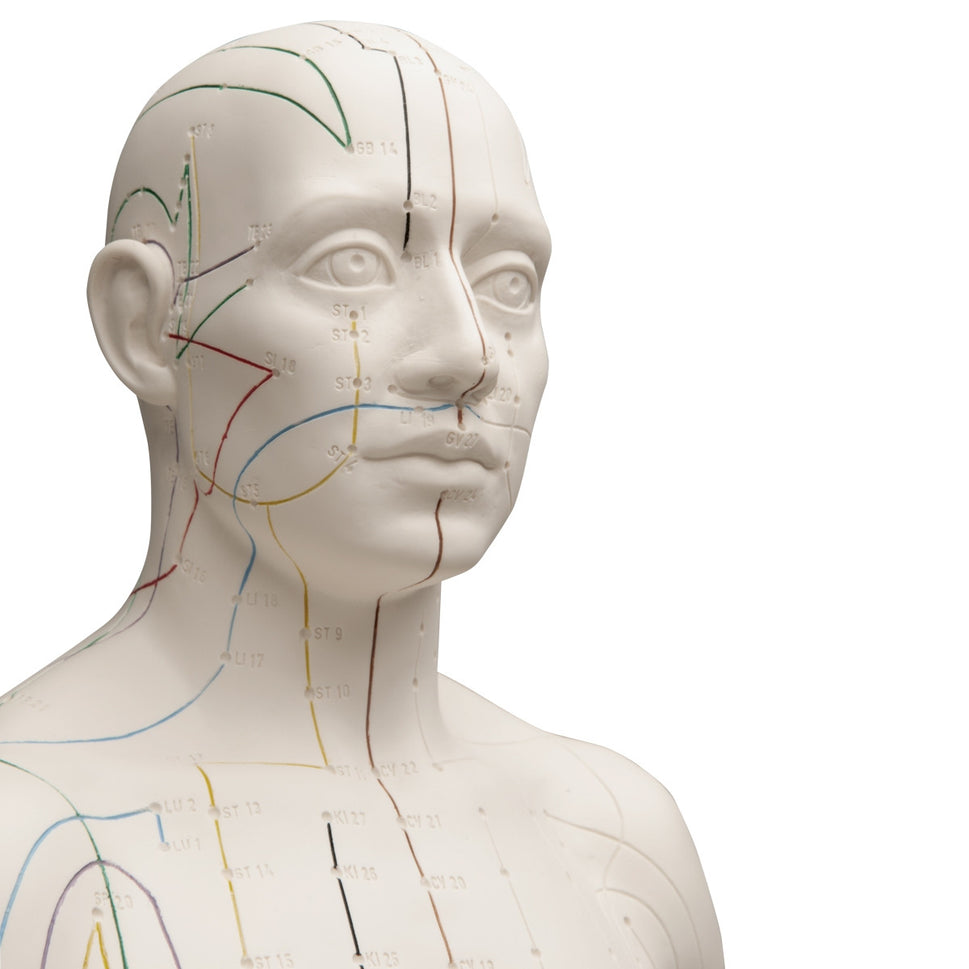 Male Acupuncture Model