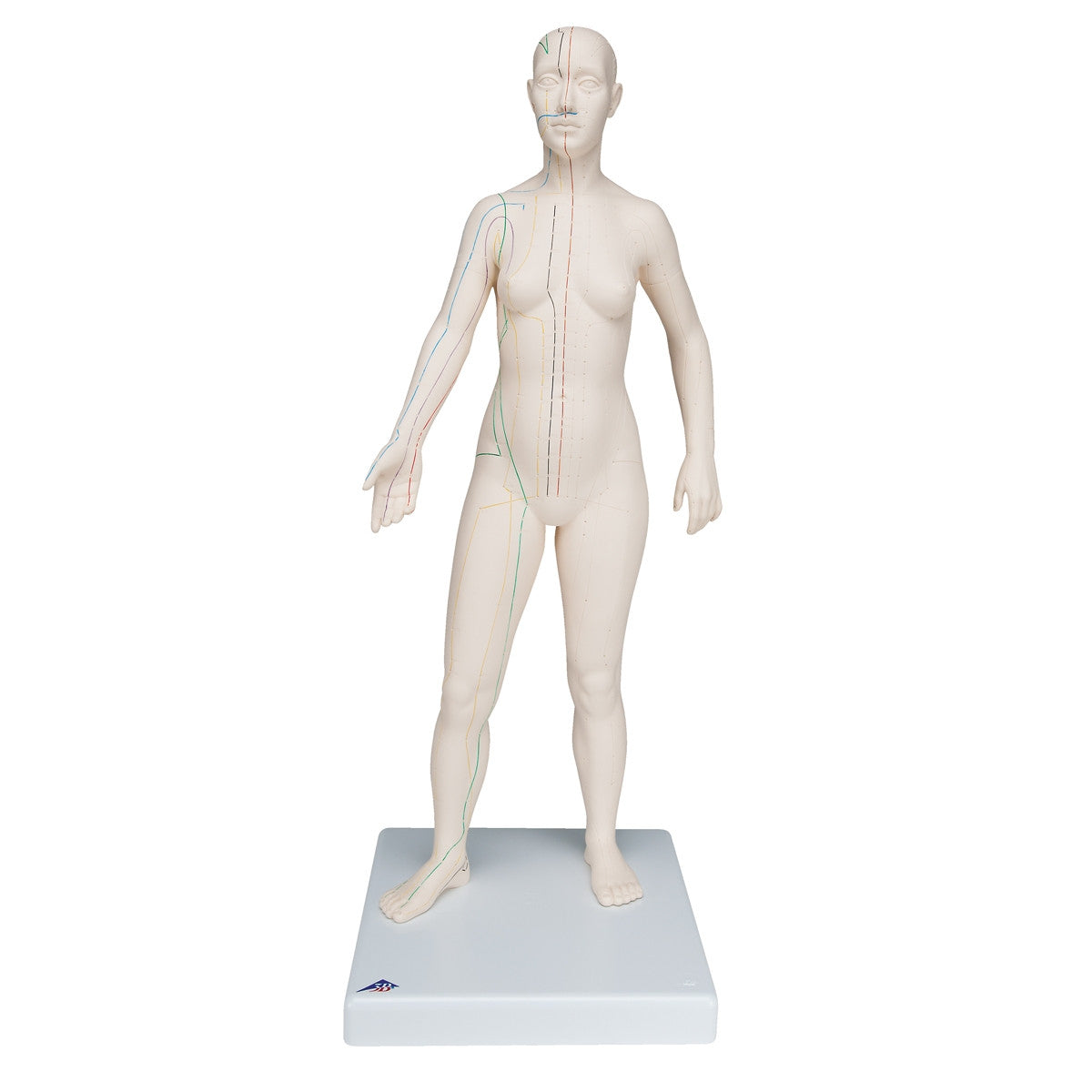 Female Acupuncture Model