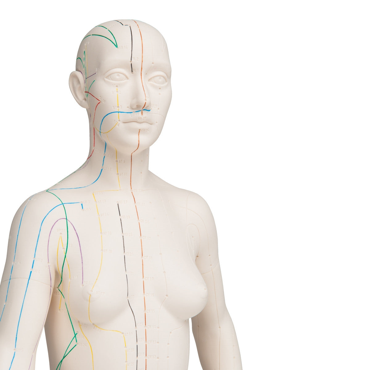 Female Acupuncture Model