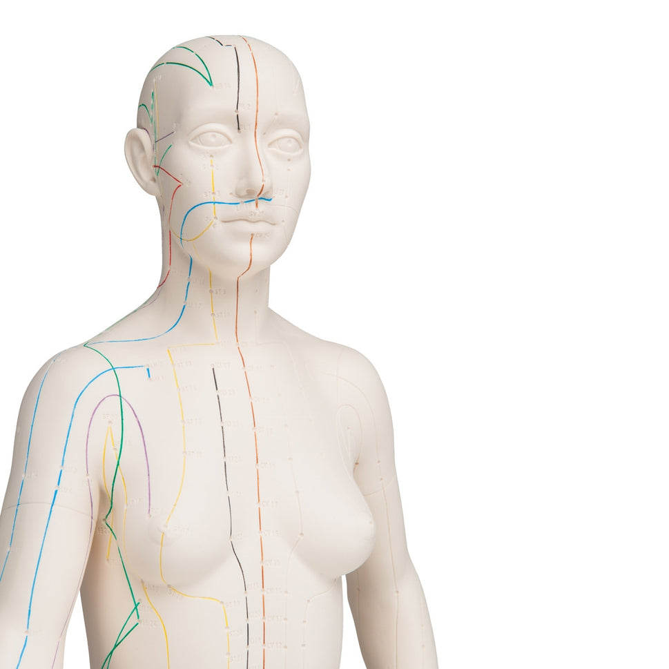 Female Acupuncture Model