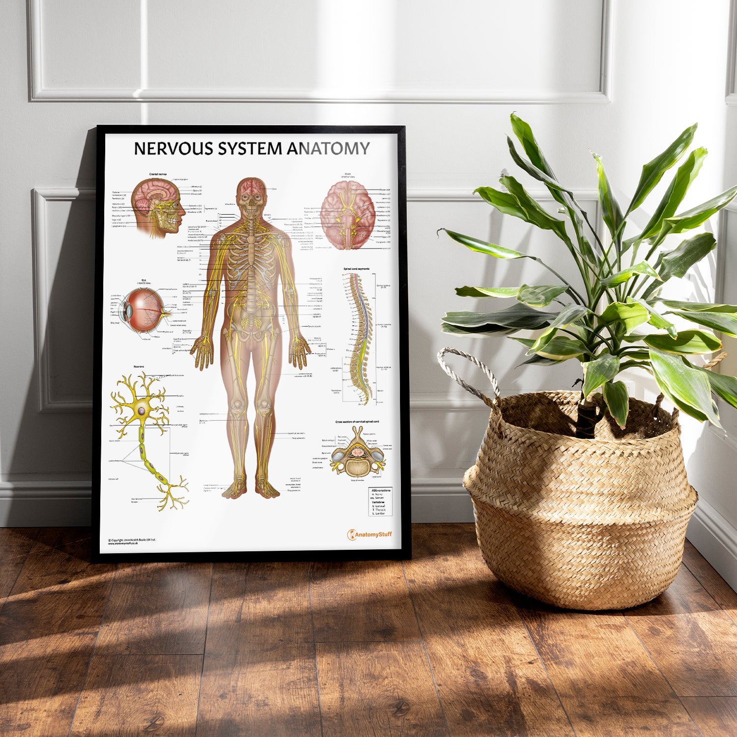 Nervous System Anatomy Chart / Poster