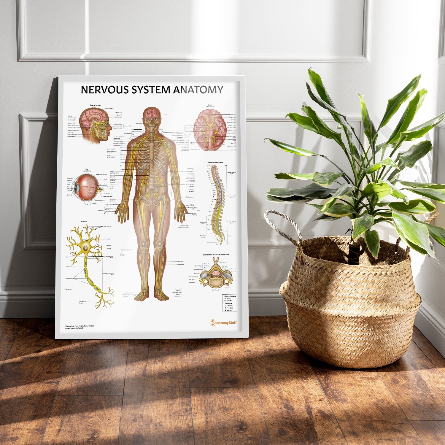 Nervous System Anatomy Chart / Poster - Part of Collection