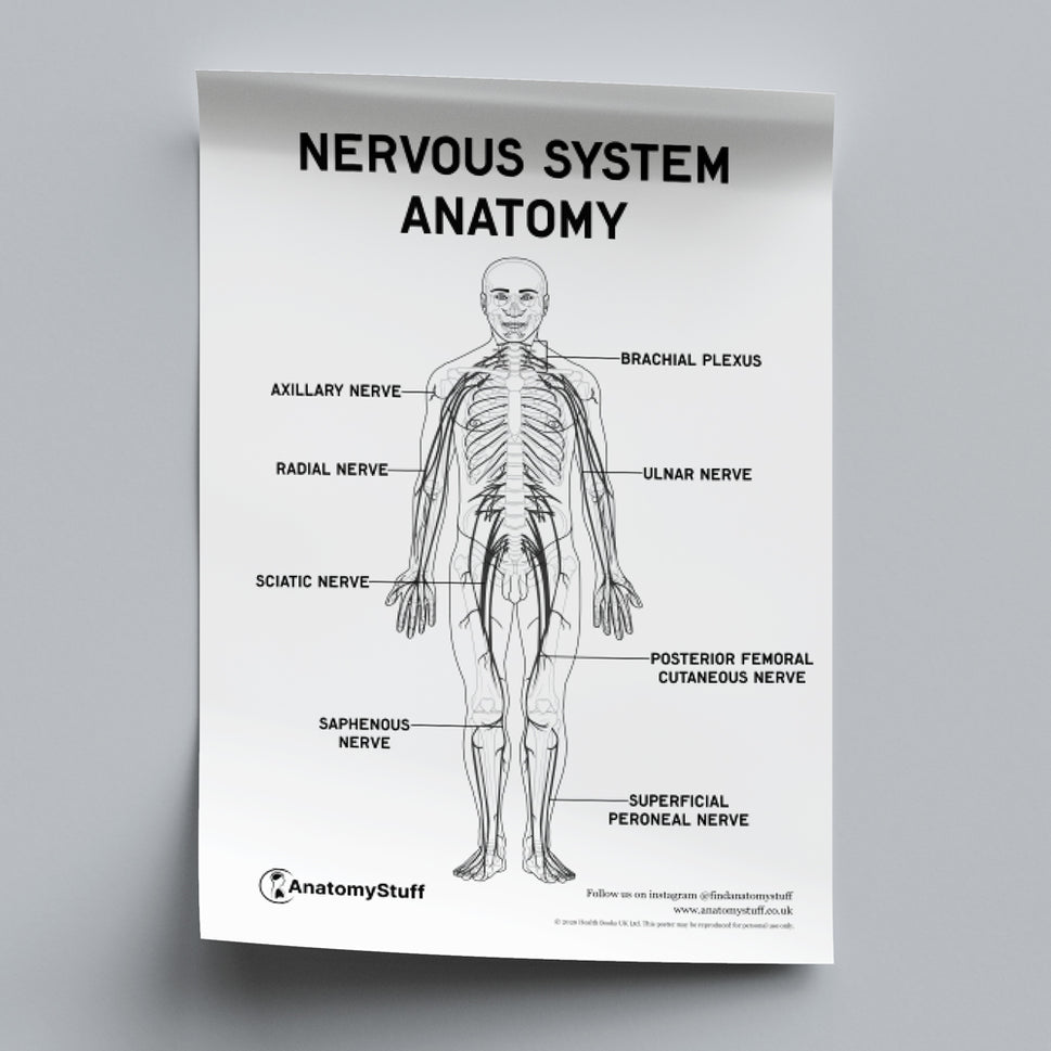 Nervous System Anatomy Poster PDF