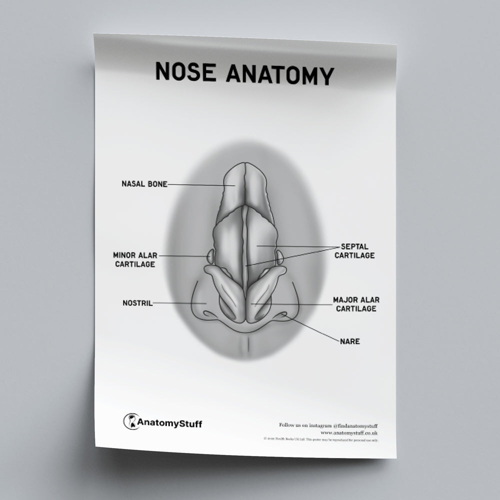 Nose Anatomy Poster PDF