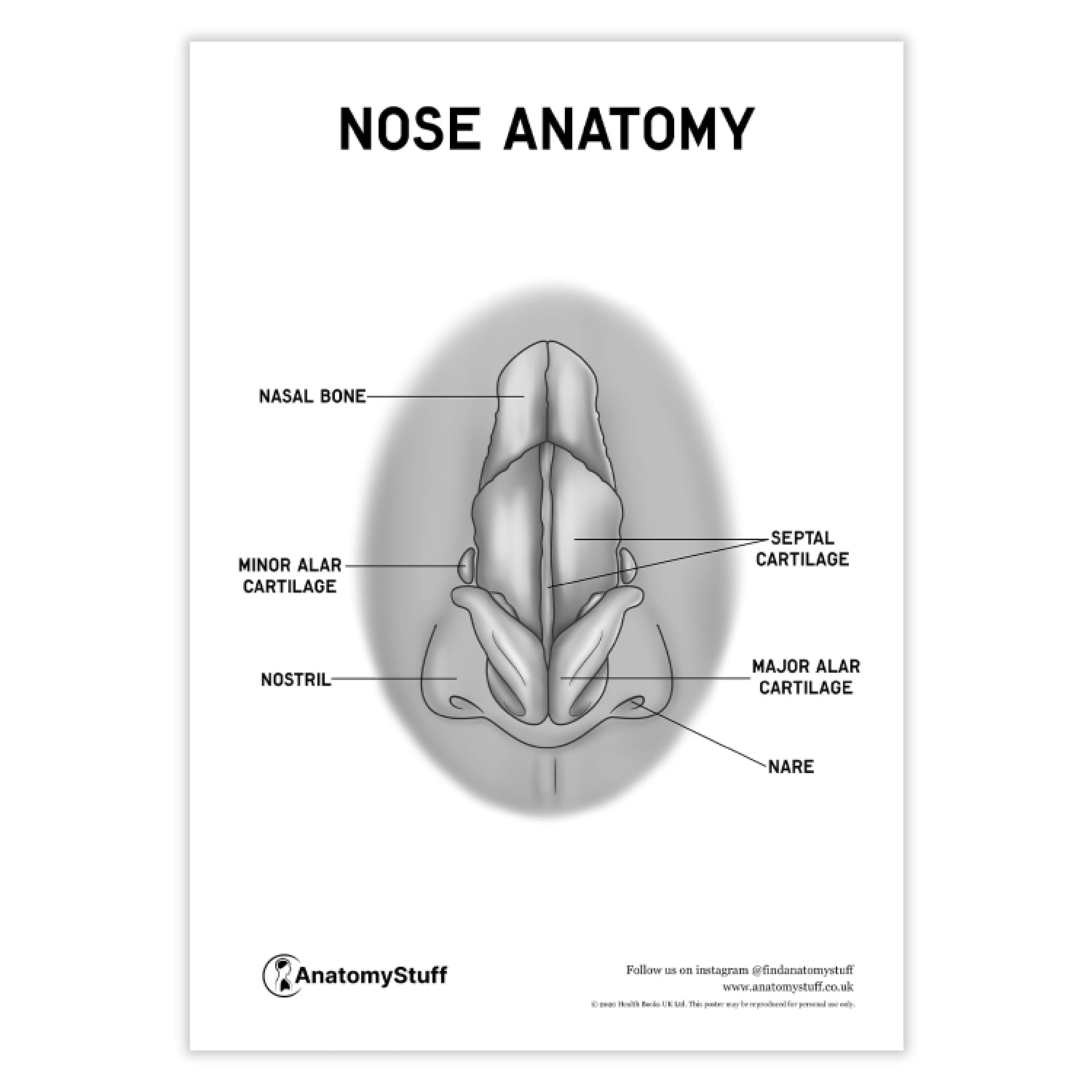 Nose Anatomy Poster PDF