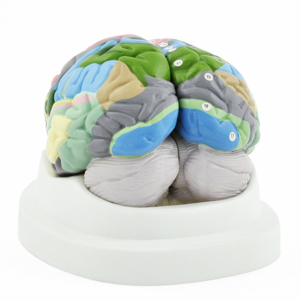 Numbered Coloured Brain Model (2 part)