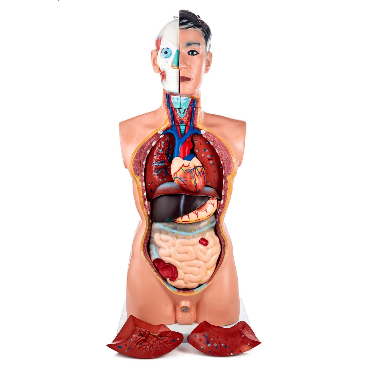 Budget Life-Size Male Torso (19 Part)