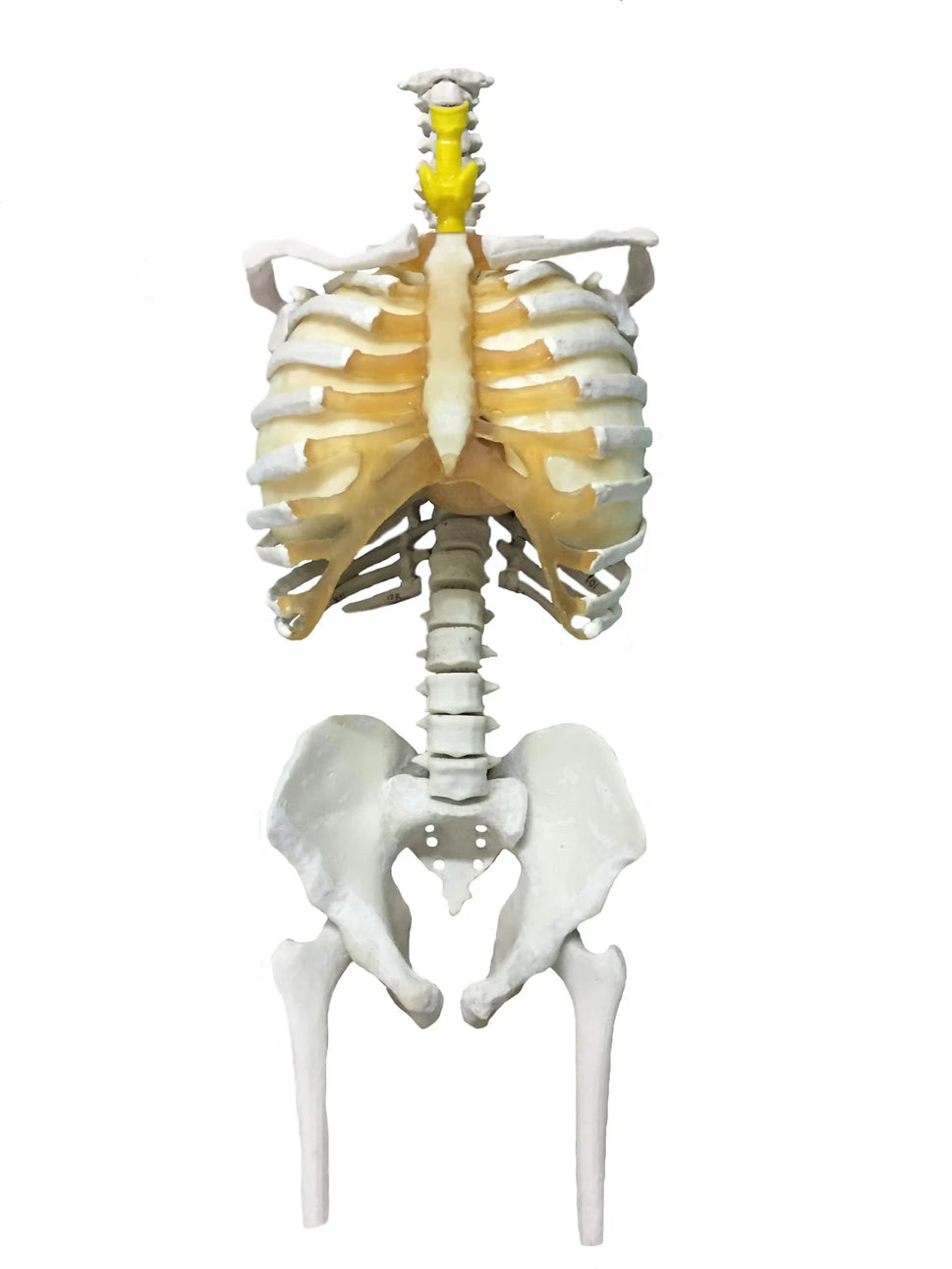 Adult Torso Phantom for X-Ray CT, MRI