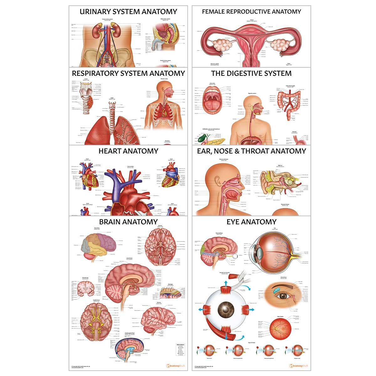 Major Organs of the Body 8 Chart Collection (Laminated)