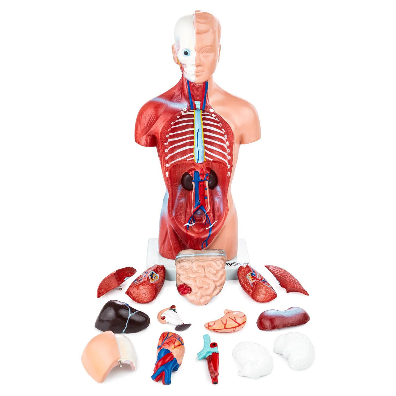 Posterior Budget Mini Torso Model with Removable Organs