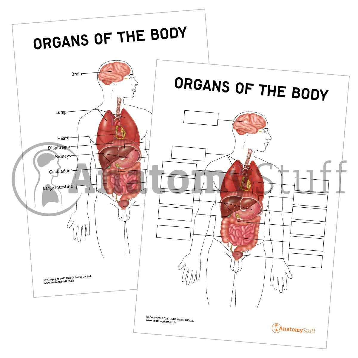 Organs Of The Body Poster / Worksheet (Interactive & Printable PDF)