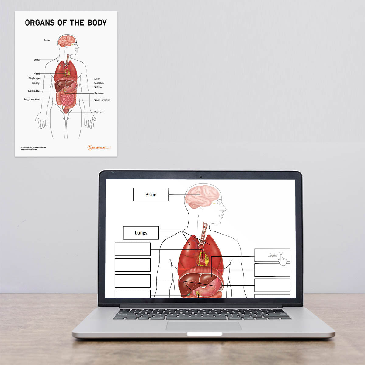 Organs Of The Body Poster / Worksheet (Interactive & Printable PDF)