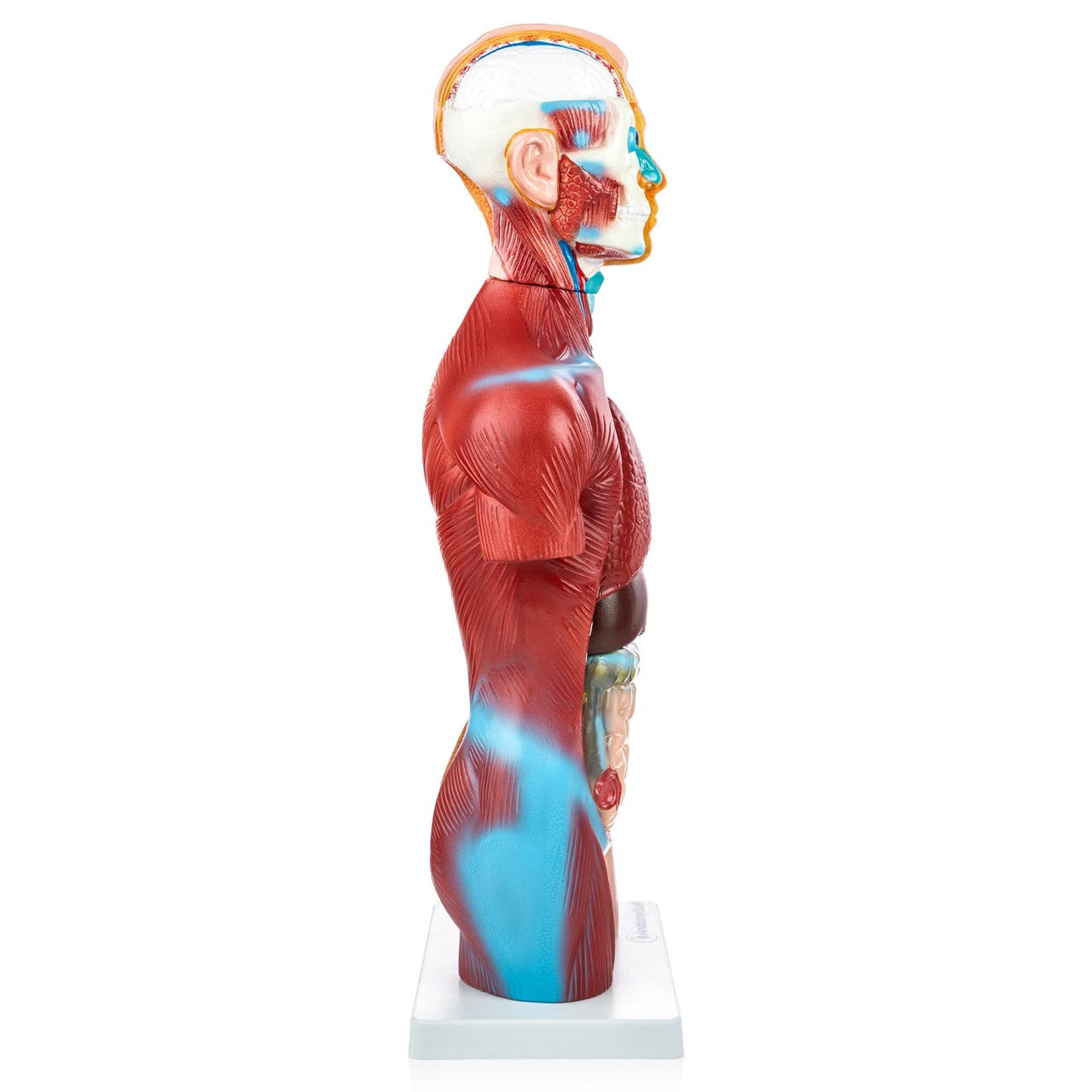 Budget Genderless Torso Model (18 part)