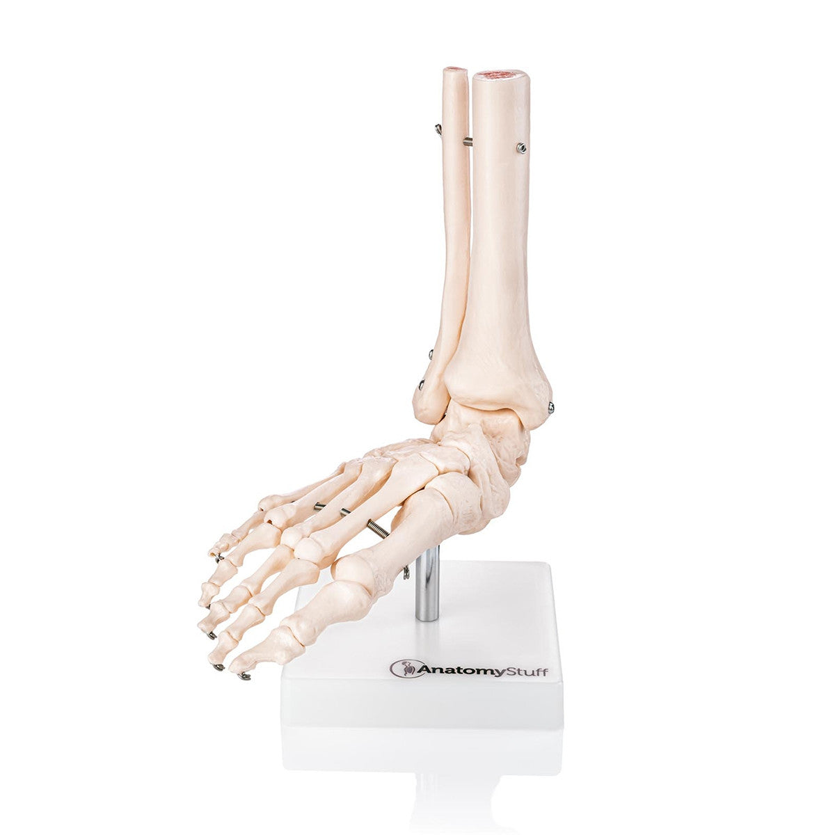 Orthopaedic Starter Pack Bundle