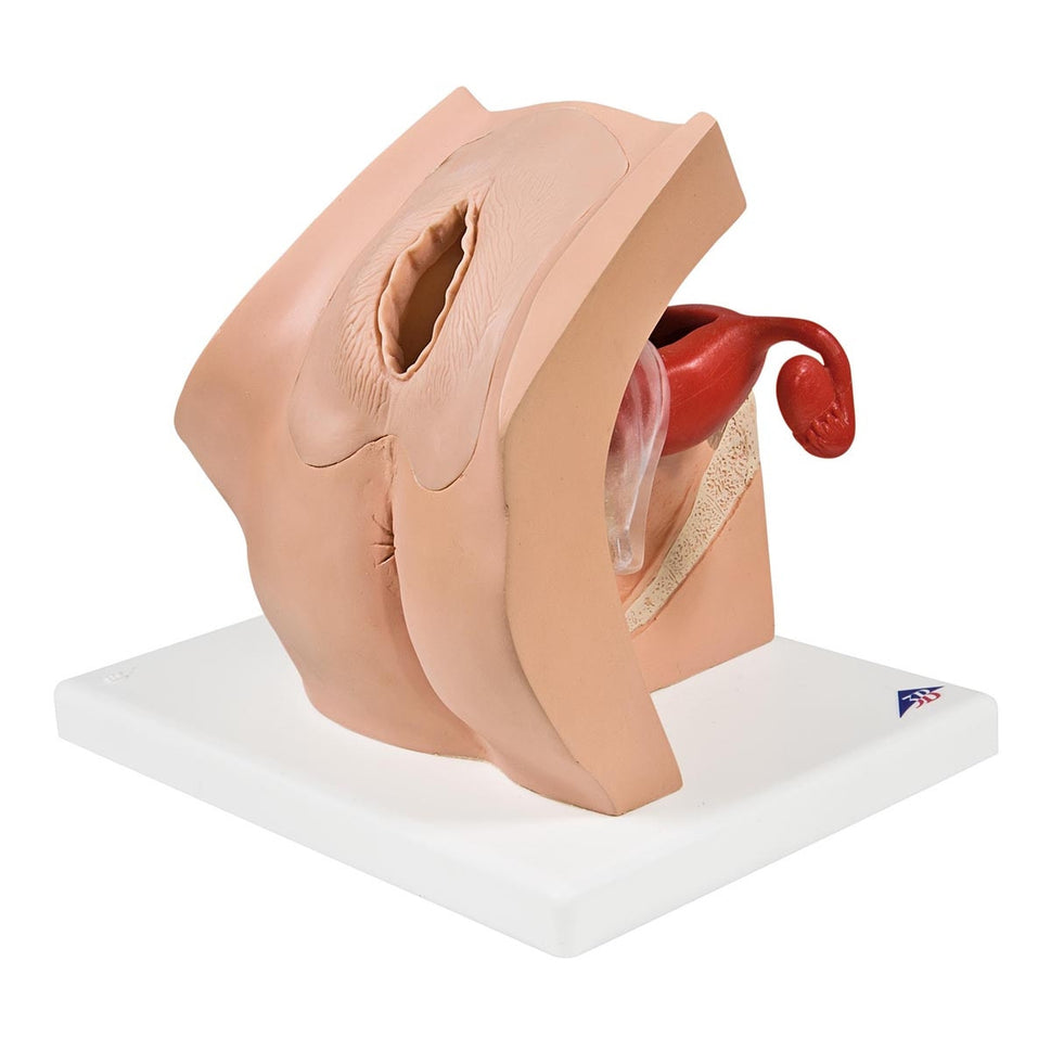 Gynaecological Patient Education Model