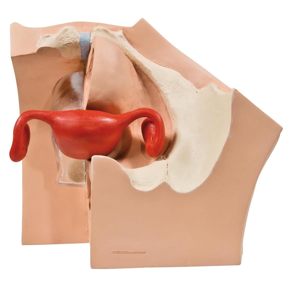 Gynaecological Patient Education Model