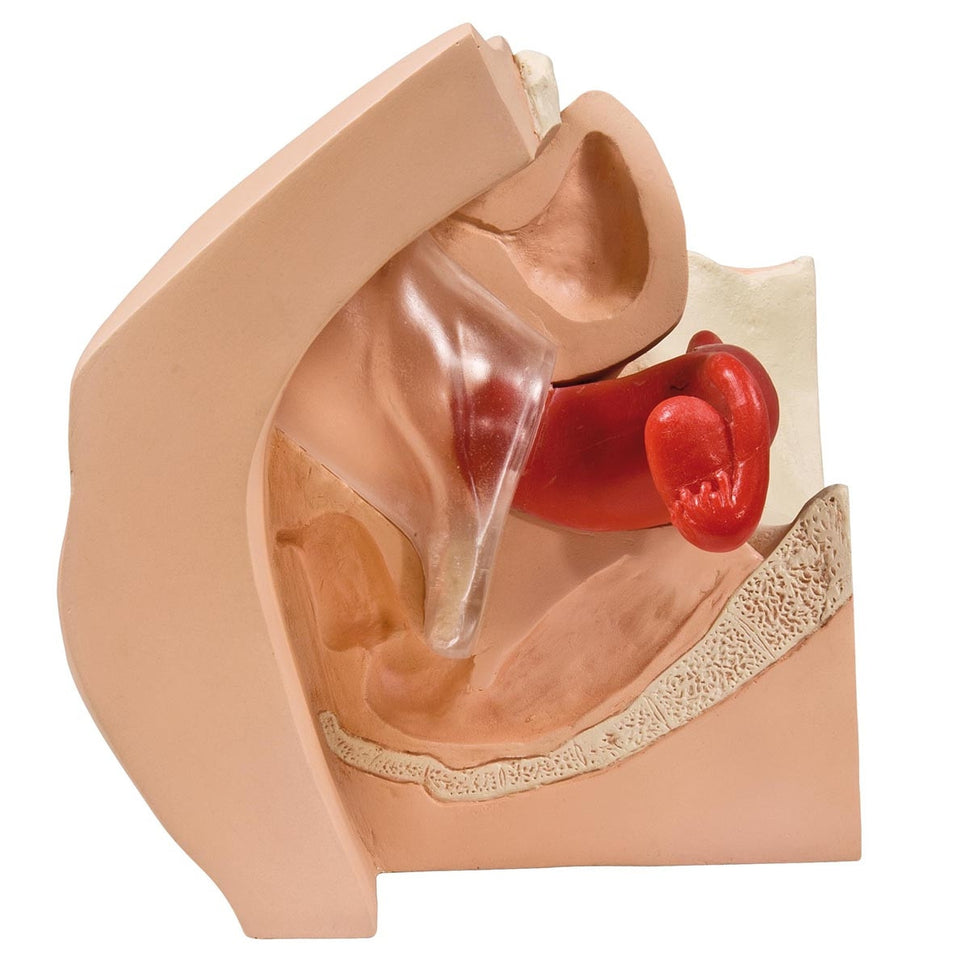 Gynaecological Patient Education Model