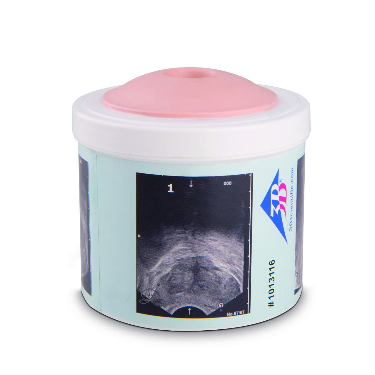 3B Prostate Examination Trainer