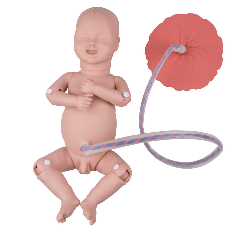 3B Birthing Simulator Basic