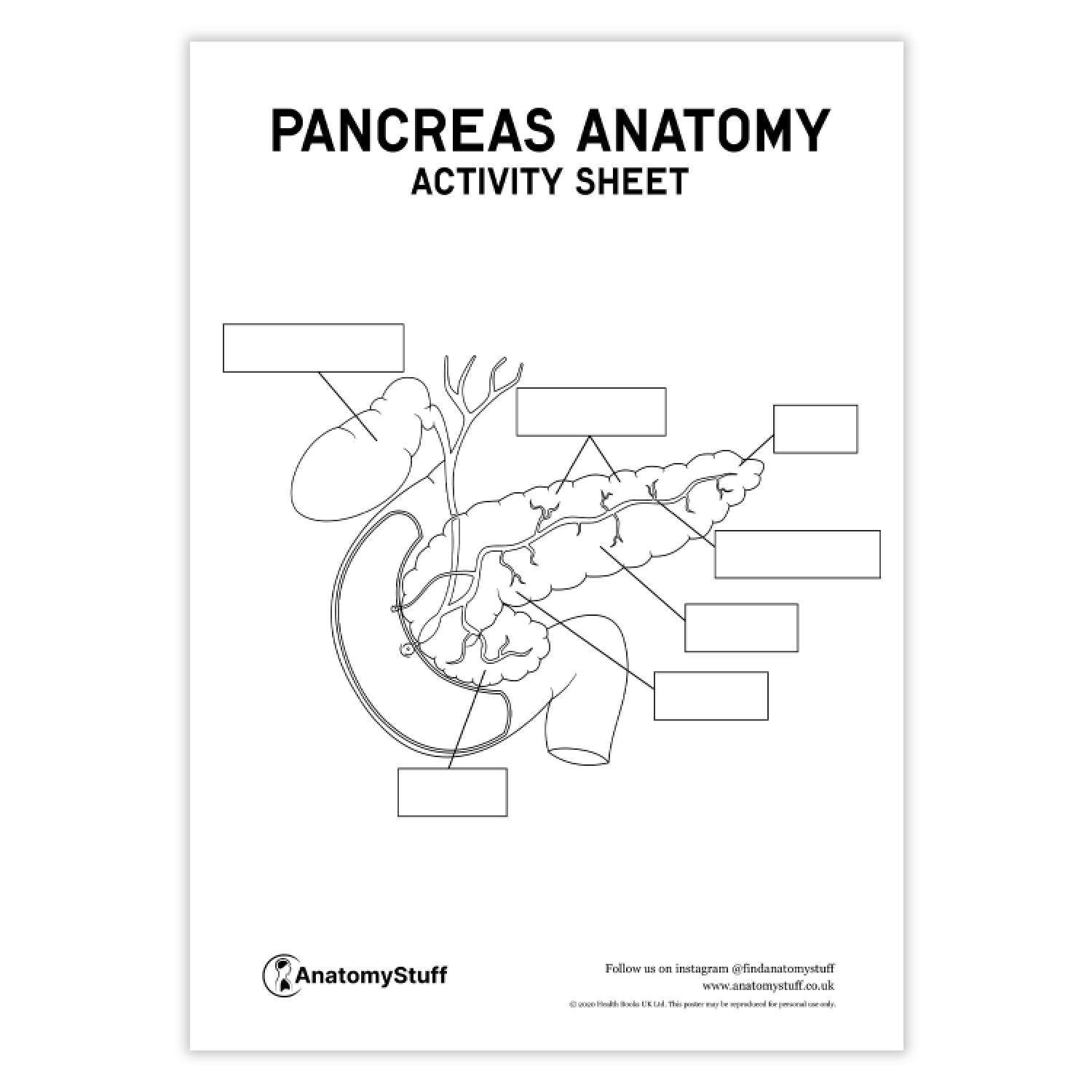Pancreas Anatomy Activity Sheet PDF