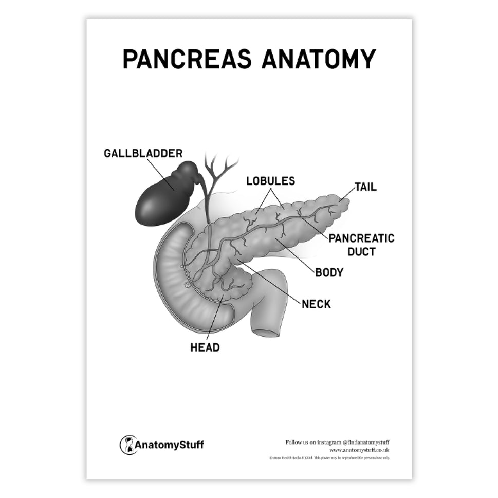 Pancreas Anatomy Poster PDF