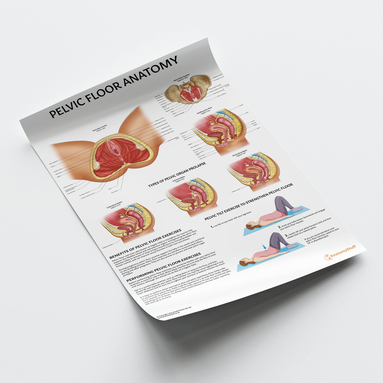Pelvic Floor Anatomy Chart / Poster - Part of Collection