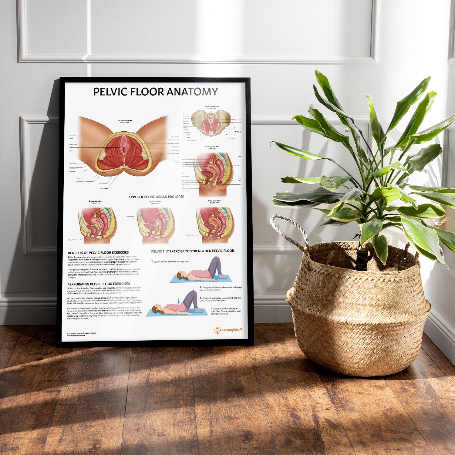Pelvic Floor Anatomy Chart / Poster - Part of Collection